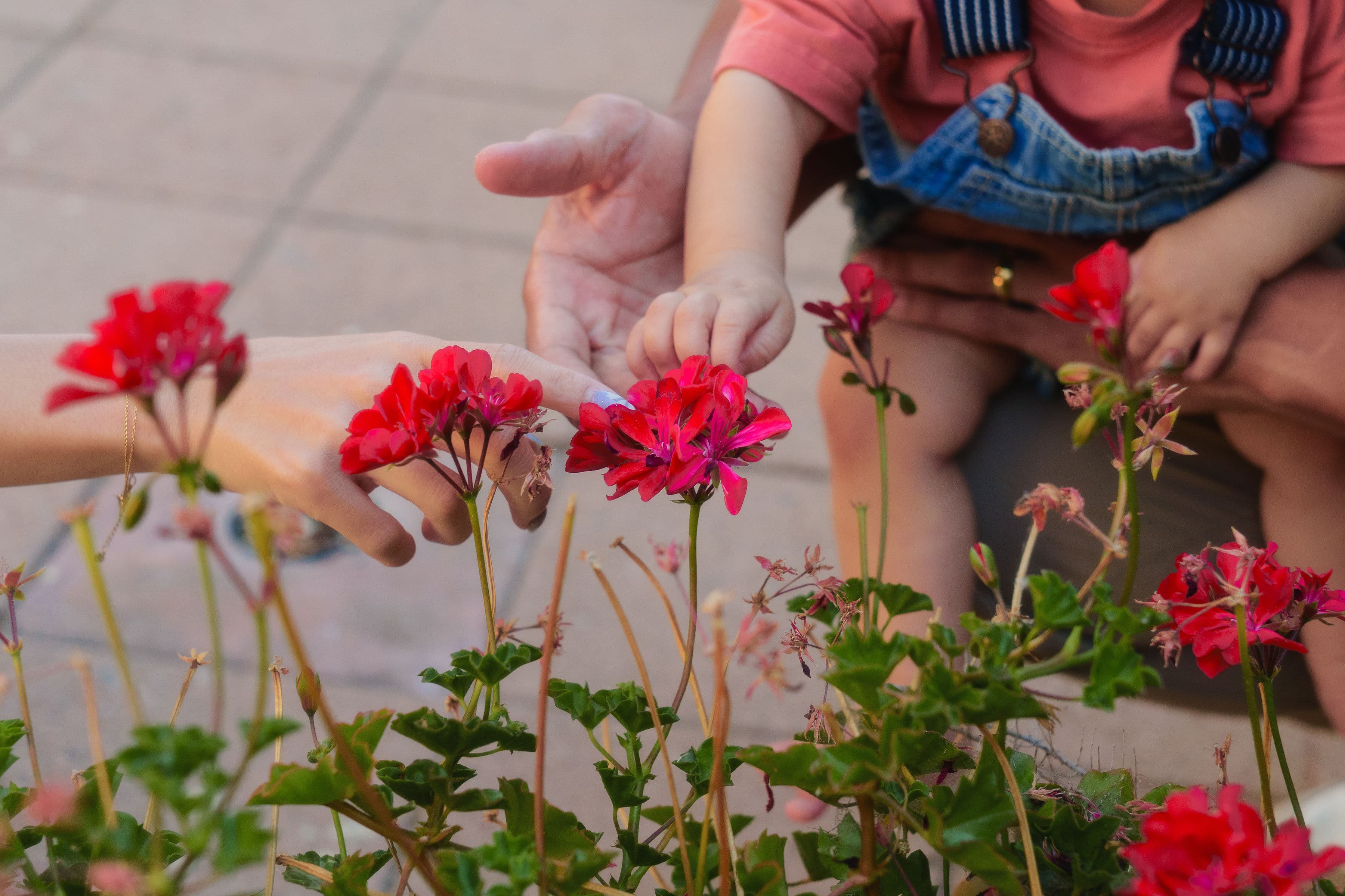 Un bebé en overol de mezclilla que se estira hacia unas flores rojas mientras Pauline Johnson le señala una flor, en la jardinera de la fuente